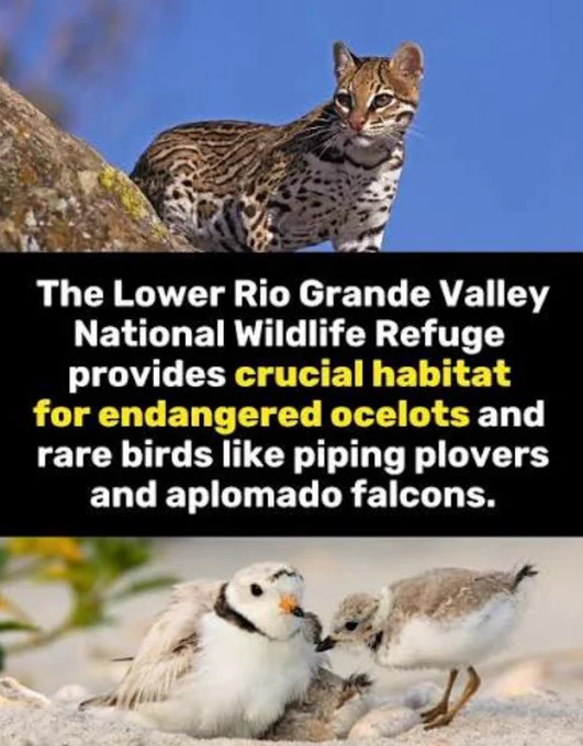 Informational graphic about wildlife habitat in the Lower Rio Grande Valley National Wildlife Refuge. An ocelot stands on a rocky ledge at the top of the image, and a piping plover with a chick rests on a sandy beach at the bottom. Text states that the refuge provides crucial habitat for endangered ocelots and rare birds, including piping plovers and aplomado falcons.
