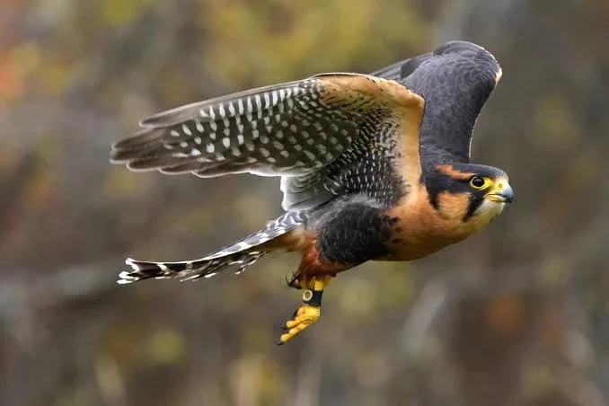 Aplomado falcon in flight with wings extended. The bird has a dark head, rust-colored chest, and barred black-and-white markings on its wings and tail. Its yellow feet are visible beneath it as it flies against a blurred natural background.