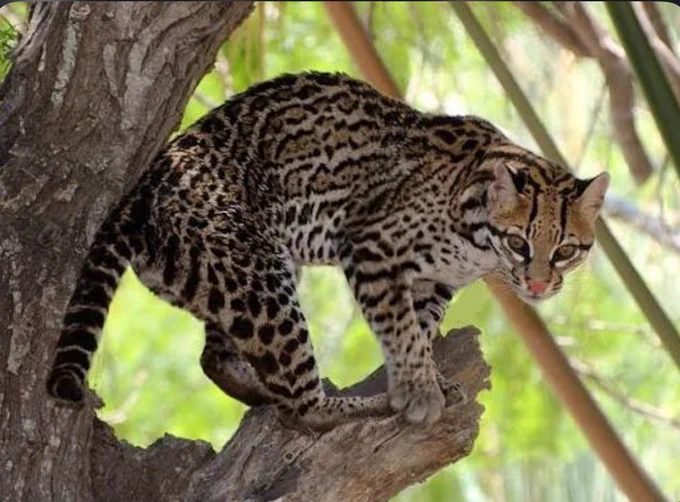 Ocelot perched on a tree branch in a wooded habitat. The spotted wild cat faces the camera with an alert expression, surrounded by green foliage and tree trunks in the background.