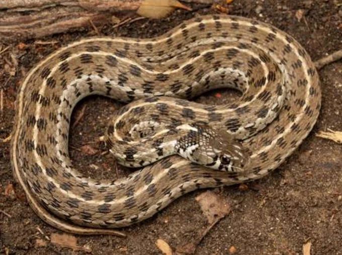 Snake with a tan body and dark blotched markings coiled on the ground among dirt, leaves, and small twigs. The snake’s head is visible in the foreground as it rests in a natural habitat.