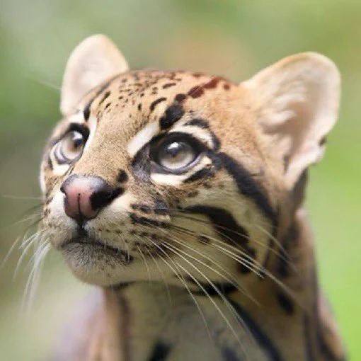 Close-up portrait of an ocelot with distinctive dark facial markings, large eyes, and spotted fur. The wild cat looks slightly upward against a softly blurred green background.