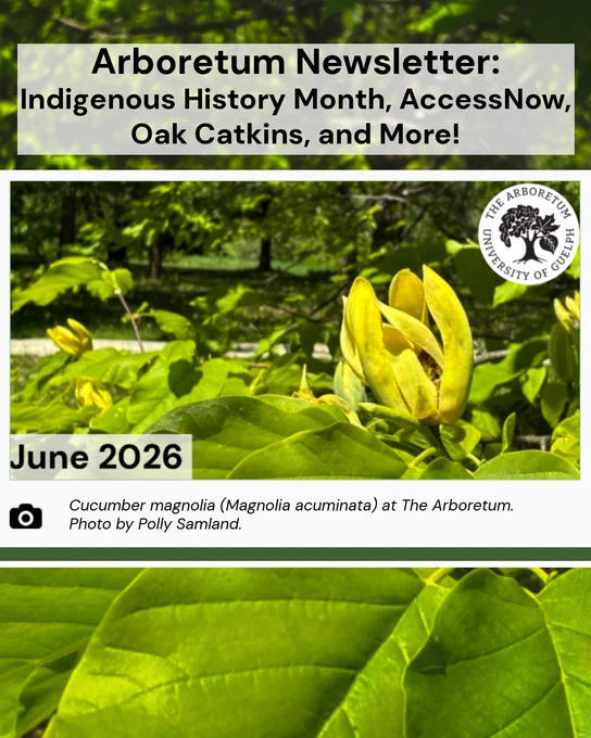 Text: Arboretum Newsletter: Indigenous History Month, AccessNow, Oak Catkins, and More!
June 2026
Cucumber magnolia (Magnolia acuminata) at The Arboretum. Photo by Polly Samland.
Arb logo
 
Photo: Screenshot of the June newsletter banner, with blooms in the background, and the newsletter title. Plant ID text.