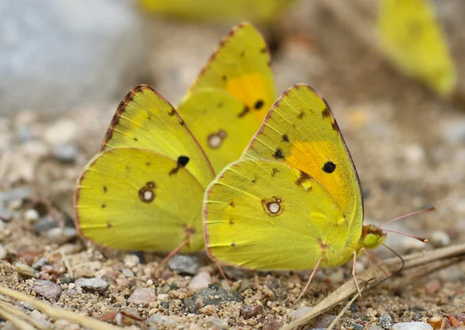Clouded Yellow (Colias croceus) & Berger's Clouded Yellow (Colias alfacariensis) © Clive Burrows