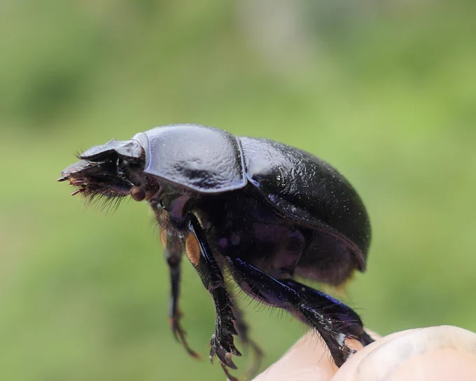 Dead dung beetle