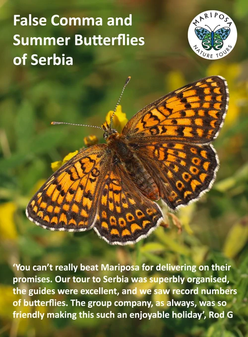 Guest testimonial for False Comma and Summer Butterflies of Serbia. Freyer's Fritillary (Melitaea arduinna) image © Clive Burrows