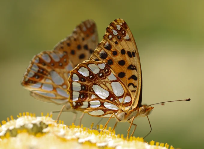 Queen of Spain Fritillary (Issoria lathonia) © Clive Burrows