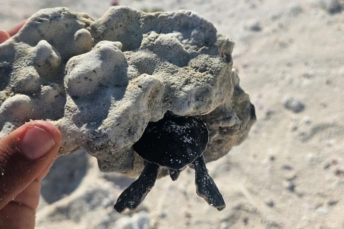 A close up of a hand holding a chunk of rubble, in which is wedged a very small sea turtle, its flippers hanging out.