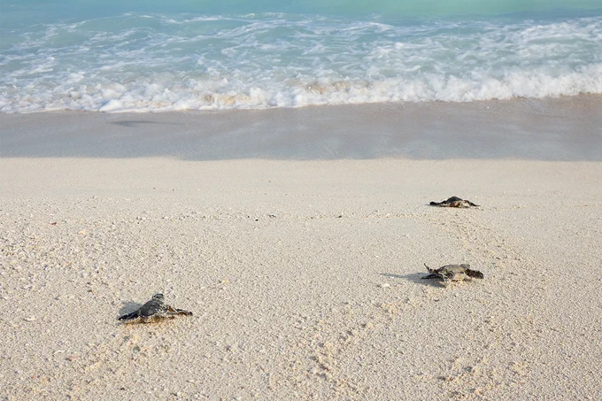 Three sea turtle hatchlings leave tiny prints in the sand as they move toward the ocean.