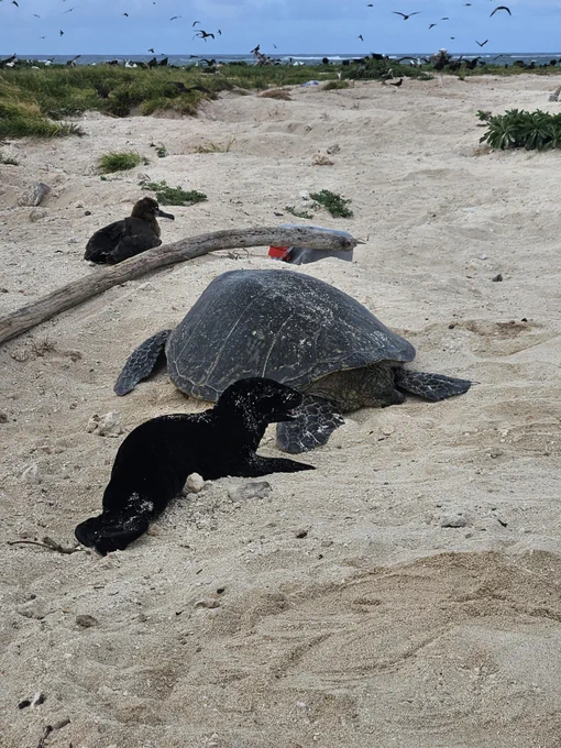 A small black monk seal lies next to a large green sea turtle on a beach, its small mouth open with its tongue visible. A seabird and beach grasses are behind them.