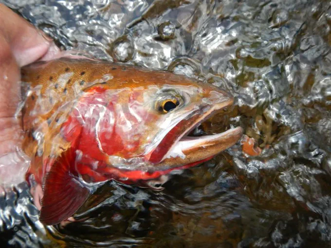 A cutthroat trout is handled in a stream.