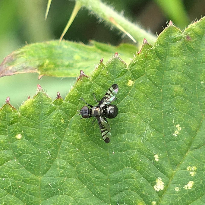 R. syngenesiae