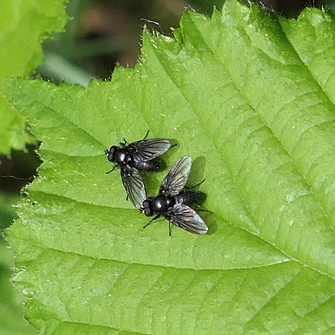 S. denigrata