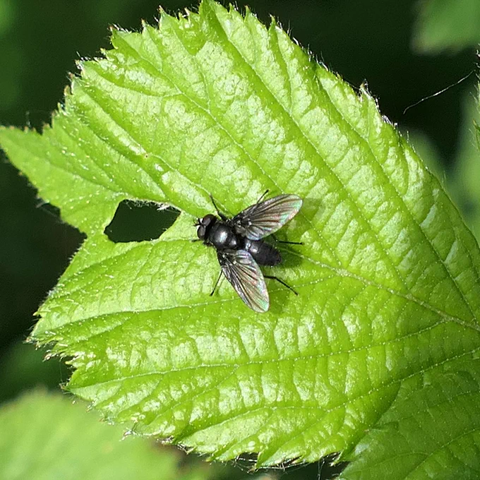 S. denigrata