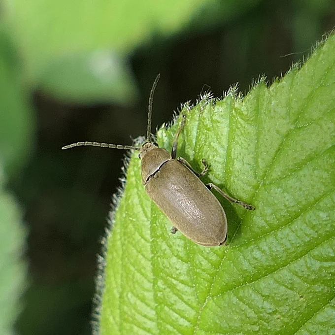 Dascillus