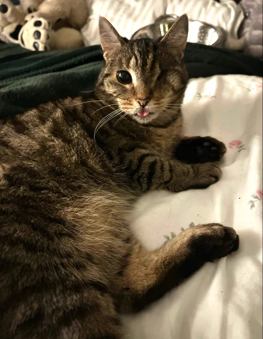 Miss Keisha is a dark tabby cat with one eye and she’s lying on a floral duvet with her tongue out