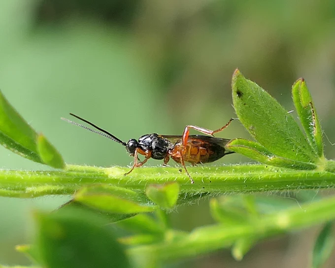 Braconid