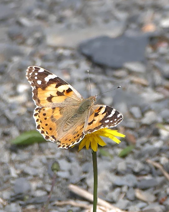 Painted Lady