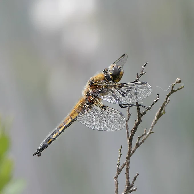 Four-Spotted Chaser