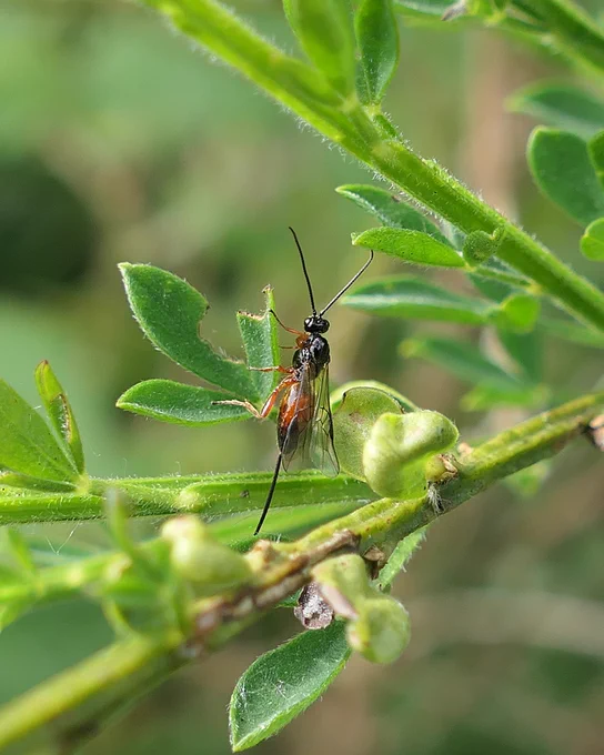 Braconid