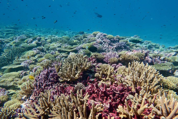 A colorful healthy coral reef