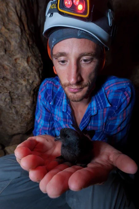 Scientist Federico De Pascalis holds a Mediterranean storm petrel, a small black bird, in his cupped palms. Credit: A. Benvenuti