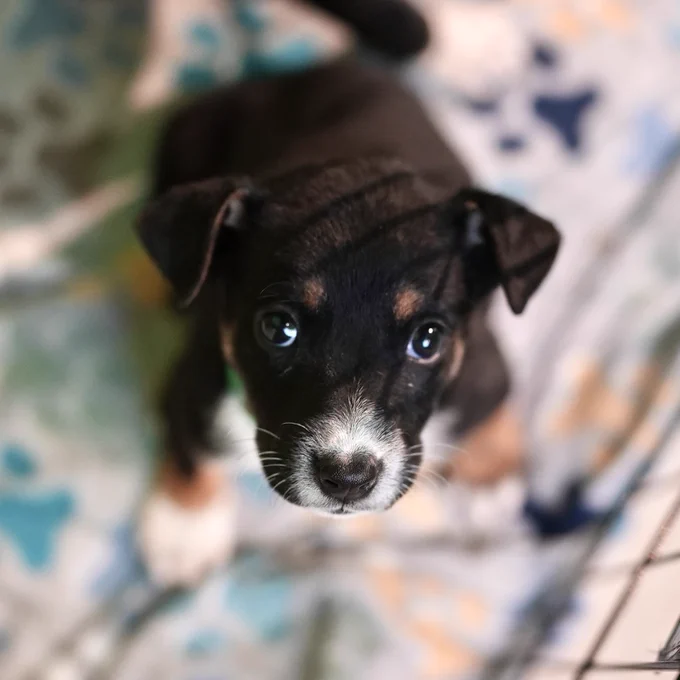 Close-up of a small black and white puppy with expressive eyes lying on a patterned blanket.