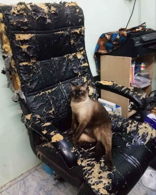 A Siamese cat sitting on a very torn up office chair.