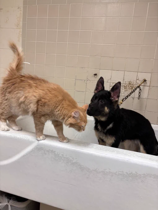 Max, an orange, fluffy cat, walks along the ledge of a white bathtub, leaning down to sniff Maisie who is standing inside. Maisie looks up curiously, meeting Max nose-to-nose against a background of beige wall tiles.
