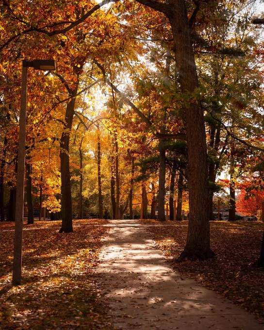 Sunlight filters through colorful fall trees along a campus pathway covered in autumn leaves at Michigan State University.