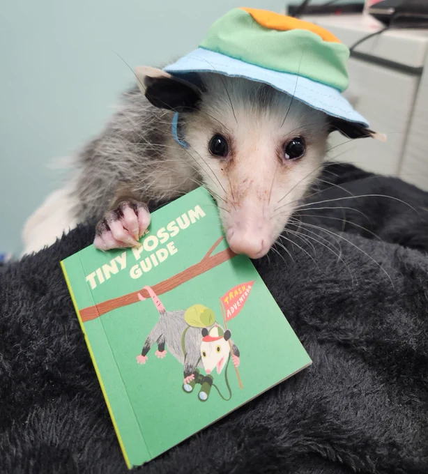 Photo of Bramble the opossum. He is wearing a tiny bucket hat and is holding a tiny book: 'The Tiny Possum Guide'.