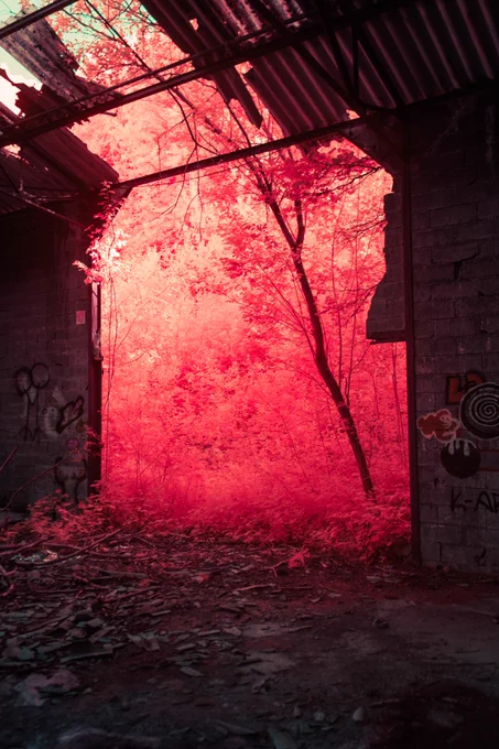 picture showing a missing bit of a wall from the inside of a decrepit building. through the hole in the wall comes vegetation, but since it is an infrared photograph the vegetation is bright red and glowy
