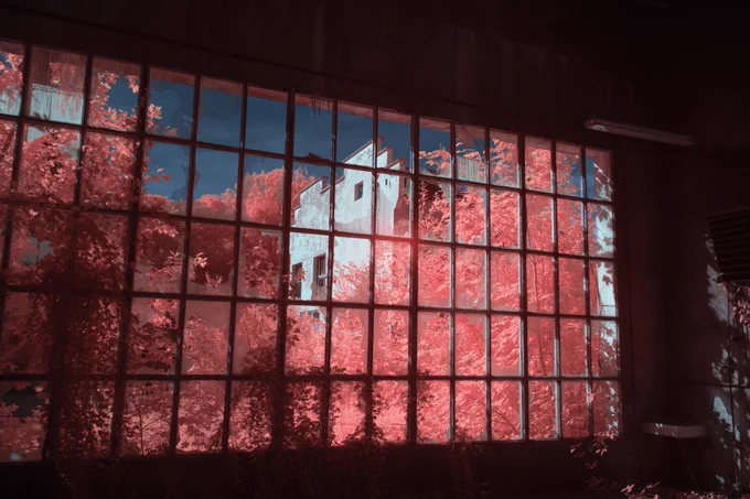 picture showing the view from inside an abandoned building through a large paned window, where all the panes are broken. Outside of the building we can see the red and glowy vegetation overtaking the neighboring building (also abandoned), and the sky, which is pretty dark, since this is an infrared photograph
