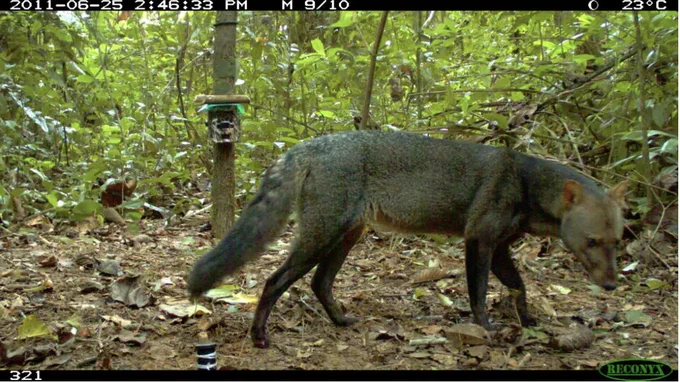 Photo of the short-eared dog caught on a camera trap from Bolivia. (Credit: G. Ayala & M.E Viscarra)