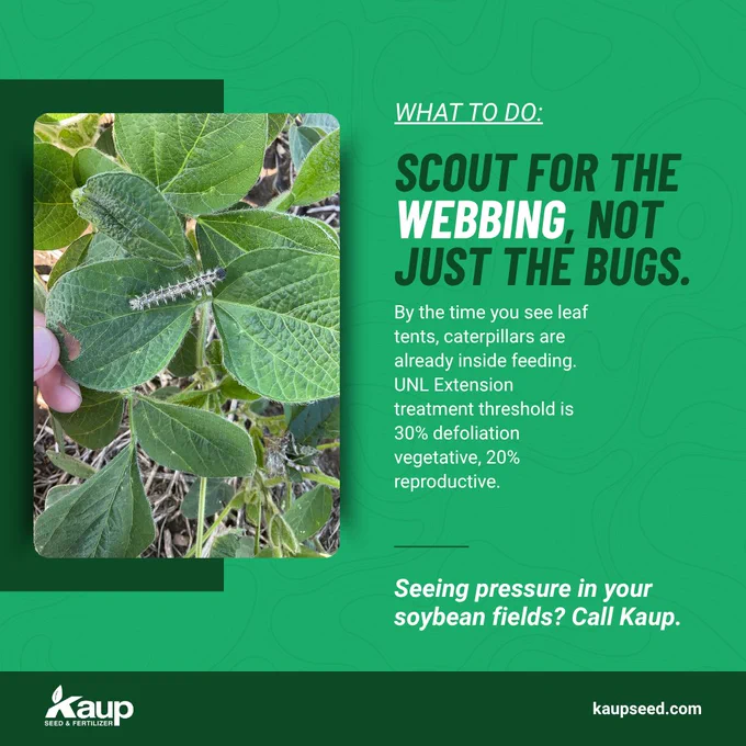 Informative graphic about monitoring soybean fields for caterpillar infestation. Highlights the importance of scouting for webbing in leaves.