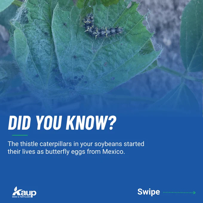 Close-up of a thistle caterpillar on a soybean leaf. The image highlights agricultural insight with educational text overlay, creating an informative and engaging mood.