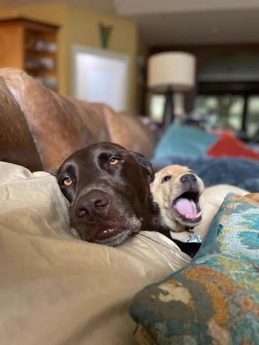 a chocolate lab on a couch rests his head on a pillow. his yellow eyes are droopy. the poor guy is capital T tired. the reason for his exhaustion sits right next to him: a yellow lab puppy with his mouth wide open as if he's telling a long story using run-on sentences. his head is blurry, presumably because he can't sit still.