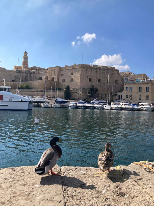 Fort St. Michael's fortress and harbor ducks in Senglea, Malta
マルタのセングレアにある聖マイケル砦の要塞と港の鴨