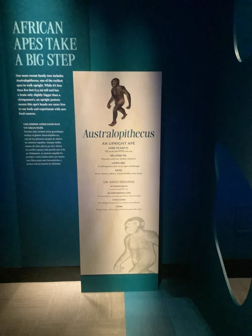#Australopithecus (/ˌɒstrələˈpɪθɪkəs, -loʊ-/, OS-trə-lə-PITH-i-kəs, -⁠loh-;[1] or /ɒsˌtrələpɪˈθiːkəs/, os-TRA-lə-pi-THEE-kəs,[2] from Latin australis southern 'grc' and πίθηκος (píthēkos) ape[3]) is a genus of early hominins that existed in Africa during the Pliocene and Early 