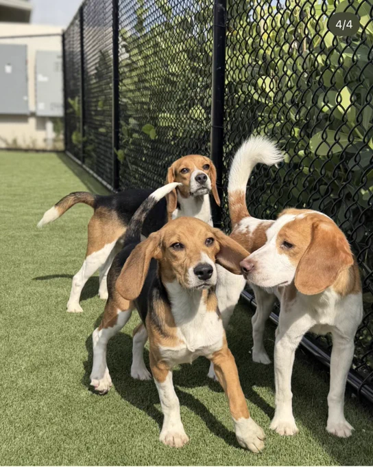 Beagles formerly enslaved at Ridglan finally free! image via Big Dog Ranch Rescue