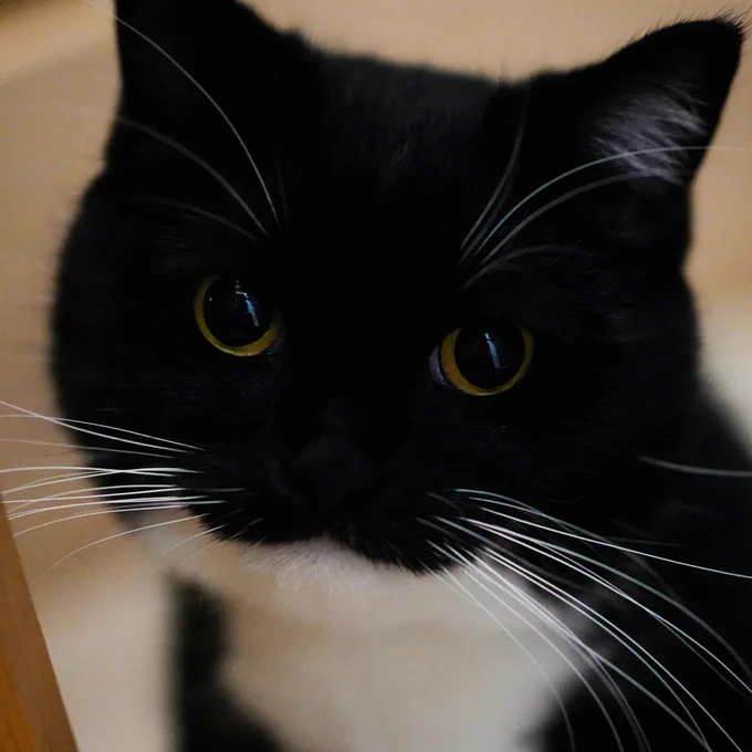 A close-up of a black-and-white cat staring