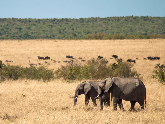 Sergei Kazakov/ Shutterstock.com　Two adult elephants walk across the savannah in Masai Mara National Park in Kenya herds of wildebeest and background of green trees with sky

