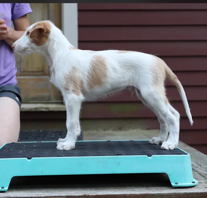Same puppy stacked on a little block, facing left. He is mostly white with beige splotches.