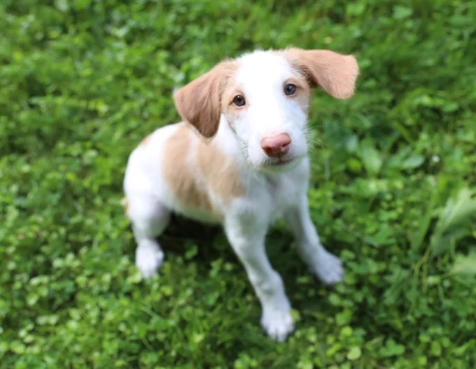 A young wirehaired ibizan hound puppy sits in grass looking up at the camera. He has a white face with 2 soft tan ears and tan splotches on his side.