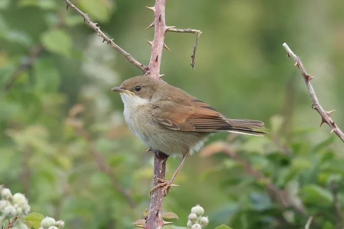 Juvenile Common Whitethroat, Old Harry Rocks
