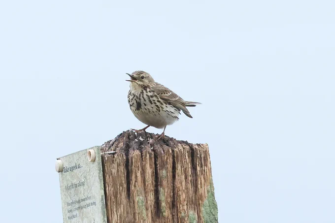 Meadow Pipit, Studland