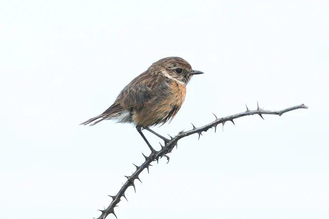 Juvenile Stonechat, Old Harry Rocks