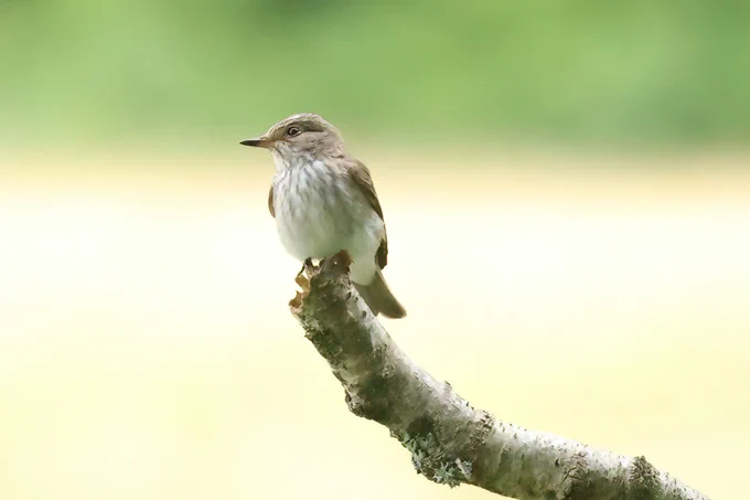 Spotted Flycatcher, Arne