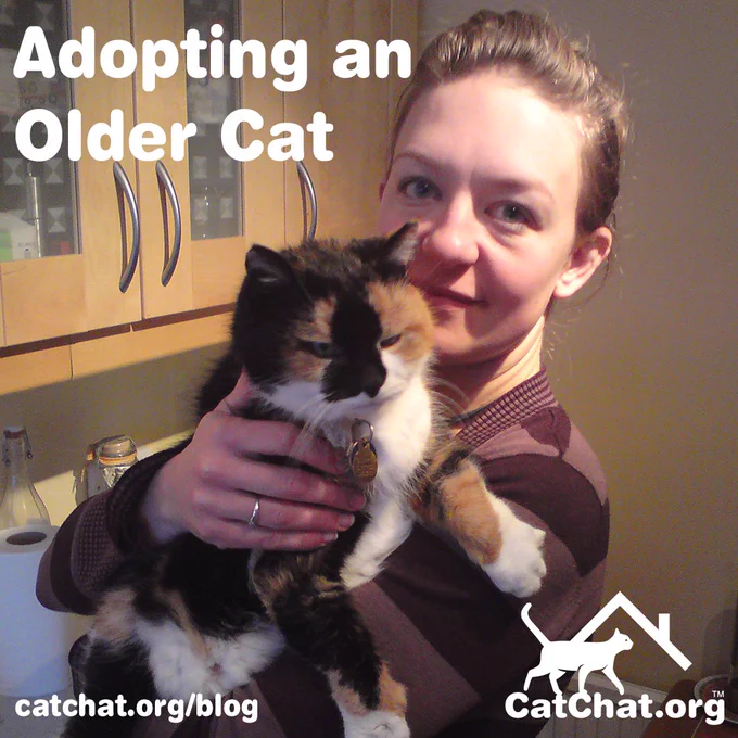Tara, the author of the blog post, standing in front of a wall-mounted kitchen cabinet and cuddling Sheppy, a short-haired calico. The caption reads: “Adopting an Older Cat”.