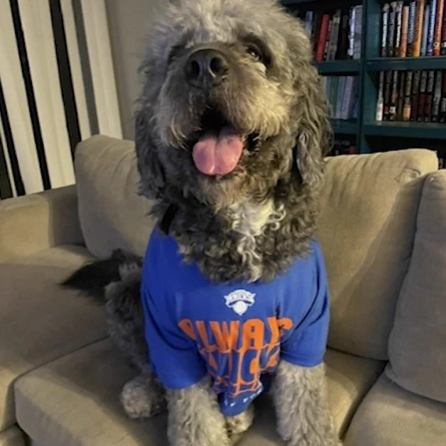 picture of jameson the dog, a 2-year-old golden retriever, Saint Bernard and poodle mix, wearing a blue knicks jersey celebrating the knicks' win