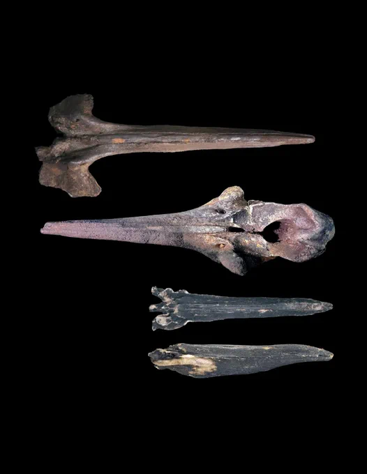Fossil skulls of three beaked whales recovered from the seafloor at hadal depth of the Diamantina Zone, 6,584–-6,878 meters. The image shows two extinct beaked whale species, Pterocetus diamantinae sp. nov. (new species to science, on the top) and Izikoziphius rossi (the second skull), as well as an extant Andrews’ beaked whale, Mesoplodon bowdoini (two skulls on the bottom). Image: Global TREnD, IDSSE